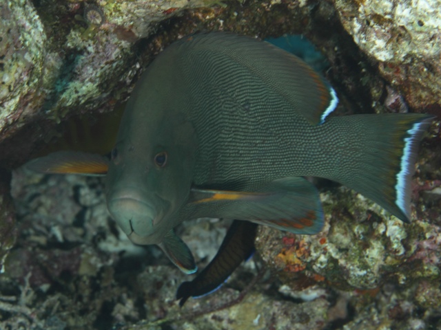 Aethaloperca rogaa